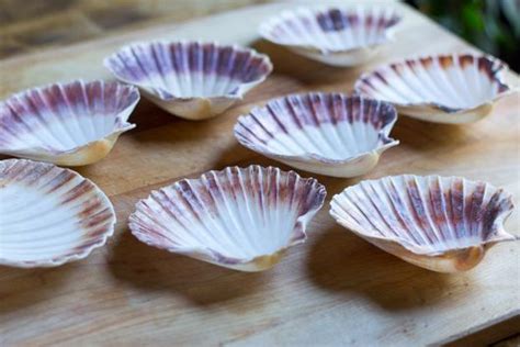  Coquilles! Two Shells that Dance Under the Waves: Unraveling the Mysteries of these Bivalves