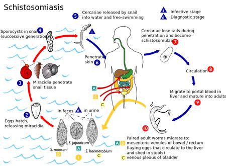  Gregarines! These Microscopic Masters of Parasitism Have a Life Cycle Full of Surprises