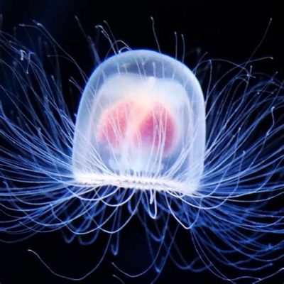 Laisella! A Jellyfish That Looks More Like a Plant Than an Animal?