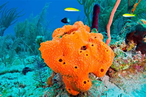  Neoesperiopsina!  Discover the Secrets of This Remarkable Sponge that Thrives in the Deep Blue and Possesses Unique Defensive Capabilities