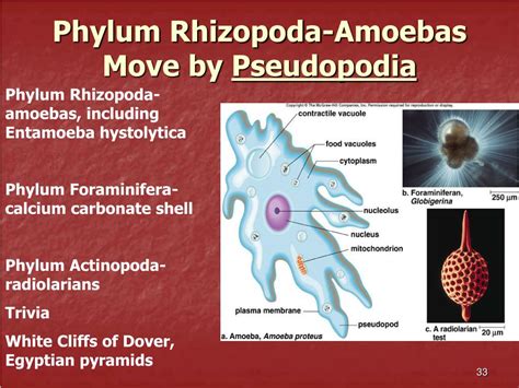  Rhizopoda:  a Masterful Mold Mover Reshaping Tiny Worlds!