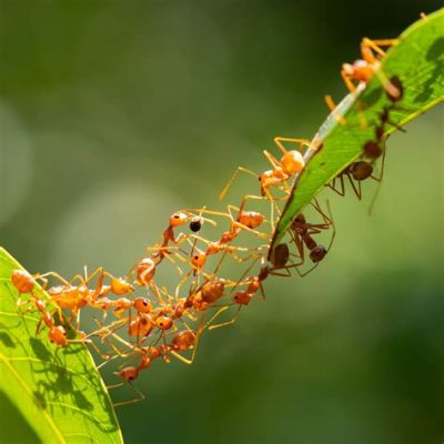  Weaver Ant!  A Miniature Architect Building Tiny Empires Within Our Forests