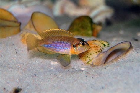  Yellow Mussel: A Curious Shell-Dwelling Dweller with Rhythmic Filter-Feeding Habits!