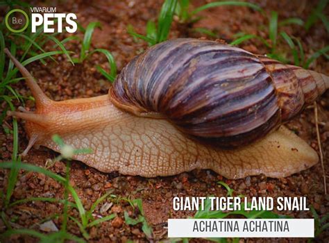  Achatina:  Can These Enormous Land Snails Really Outsmart Hungry Birds With Their Slime Trails?