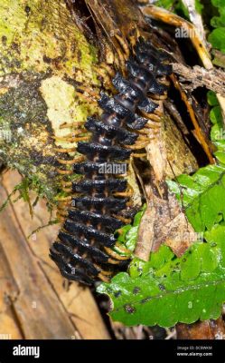  Millipede Flat-Backed:  A Gentle Giant With Hundreds of Legs Crawling Through Life!