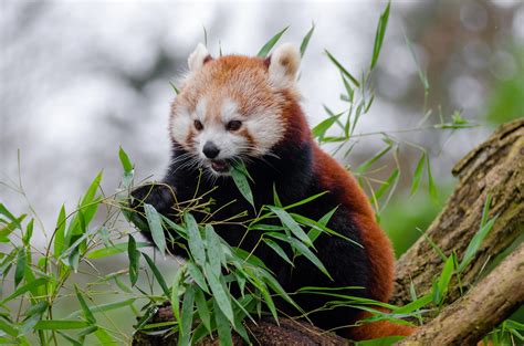 แพนด้า! สัตว์กินพืชน่ารักที่เก่งในการยืนบนสองขาและมีลายดำและขาวที่สวยงาม