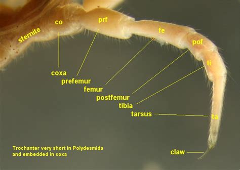 Polydesmida: An Extravaganza of Legs That Will Leave You Breathless!