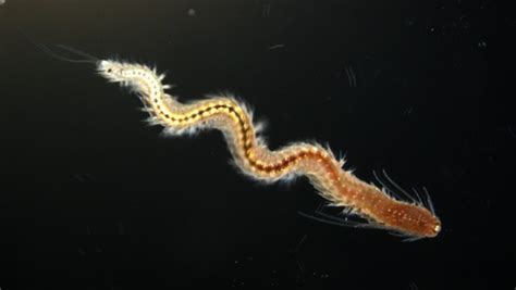  Ulcerated Bristle Worm: A Deep-Sea Dwelling Master of Regeneration!