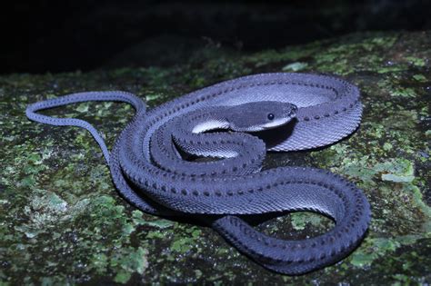  Xenodermus! A Rare and Remarkable Serpent-Like Myriapod Lurking Beneath the Forest Floor